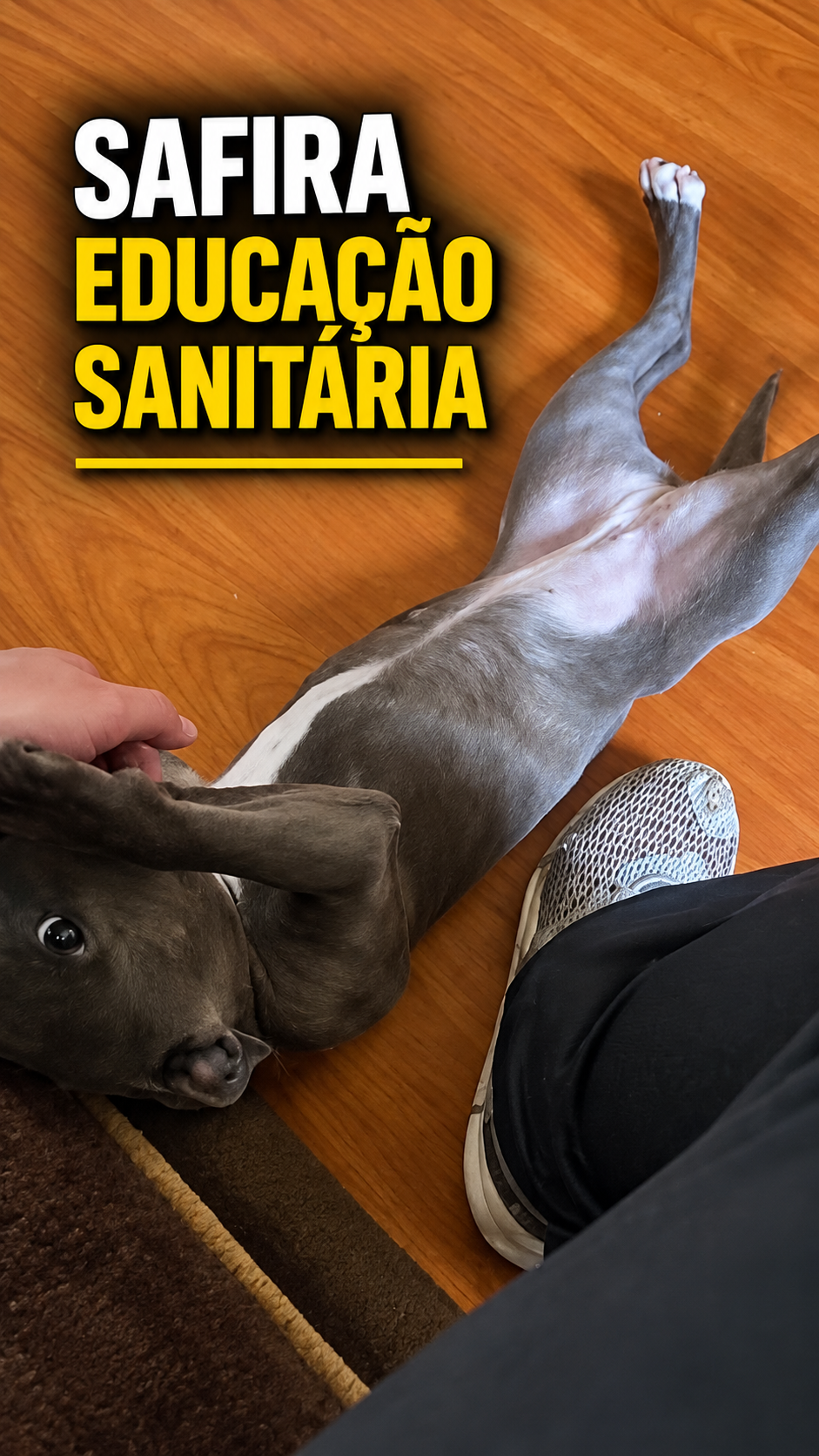 Capa de publicação de Educação Sanitária