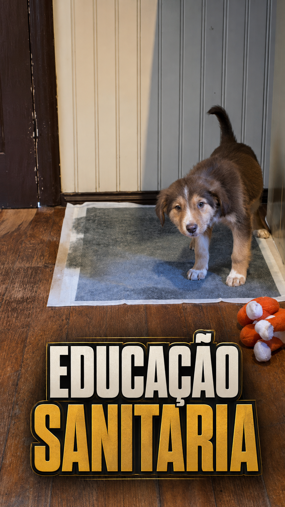 Educação sanitária de filhote