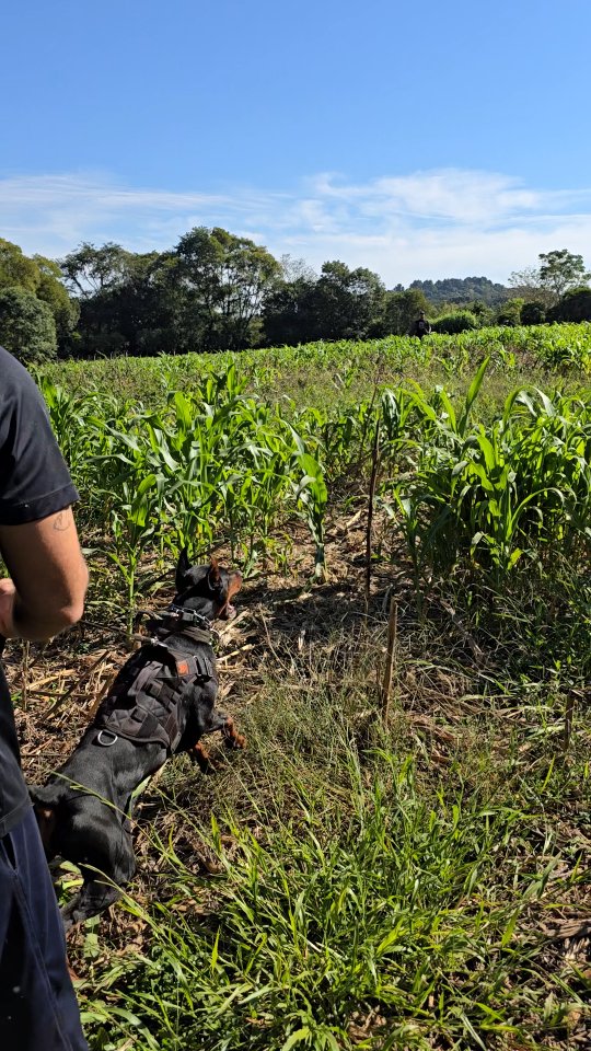 Capa de reel de Guarda e Proteção
