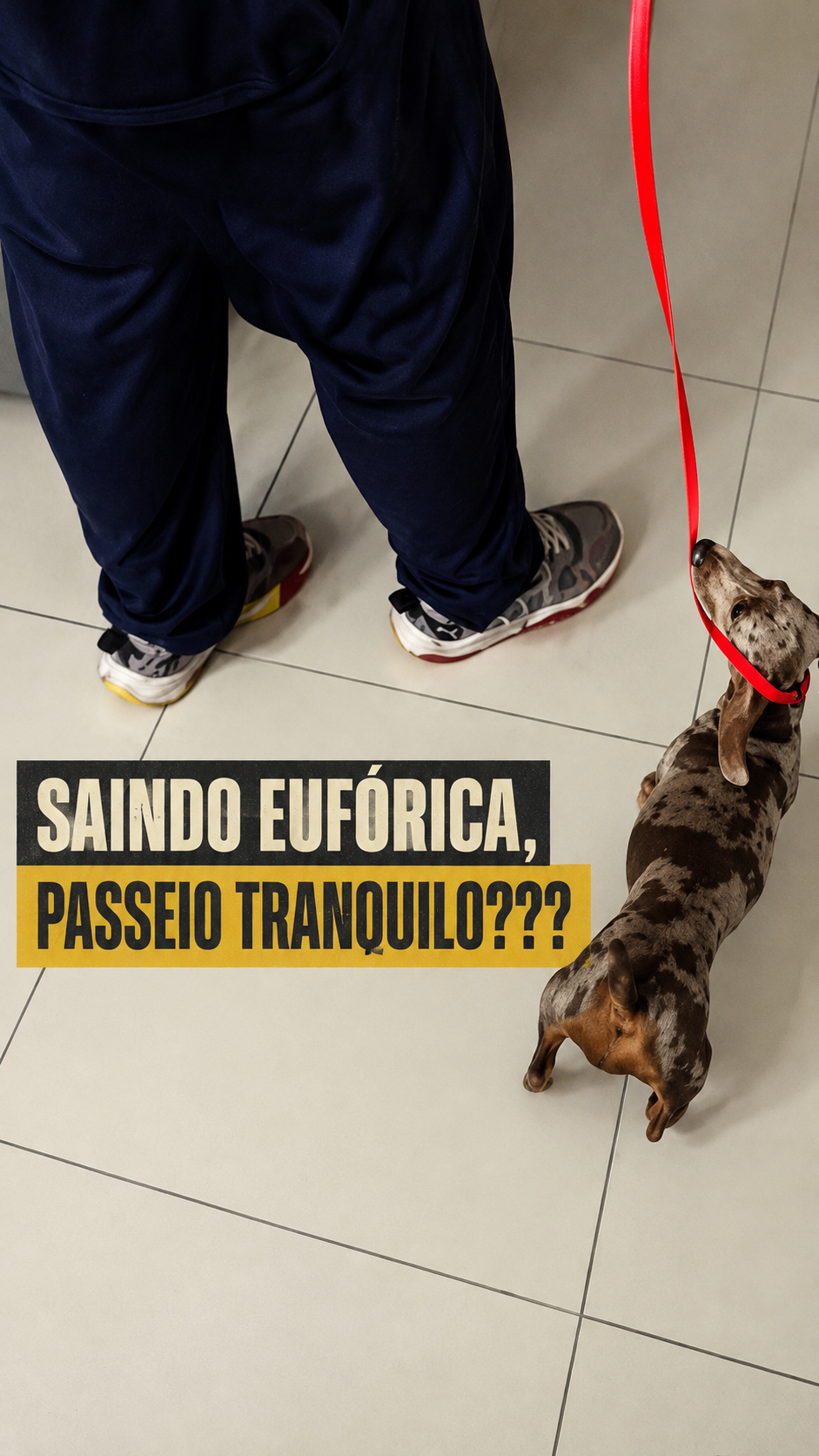 Passeio estruturado com cão